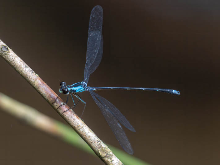 Philogenia peacocki (Blue Flatwing).jpg